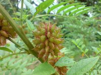 Солодка голая – Glycyrrhiza glabra