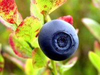 Черника обыкновенная - Vaccinium myrtillus