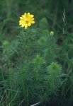 Адонис весенний – Adonis vernalis l.