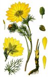 Адонис весенний – Adonis vernalis l.