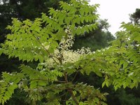 Аралия – Aralia L.