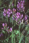 Астрагал датский – Astragalus danicus Rupr.