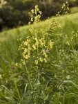 Василистник вонючий – Thalictrum foetidum L.