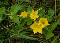 Вербейник монетчатый (луговой чай) – Lysimachia nummularia L.