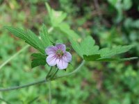 Герань сибирская – G. sibiricum L. Герань сибирская – G. sibiricum L.