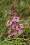 Дубровник обыкновенный – Teucrium chamedrus