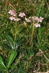 Зимолюбка зонтичная – Chimaphila umbellata L.