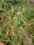 Золототысячник эритрейный – Centaurium Erythraea Raf.