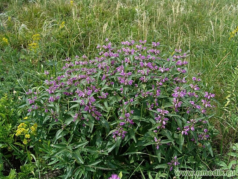 Зопник колючий – Phlomis Pungens Willd.