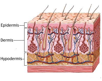 Механизм восстановления кожи