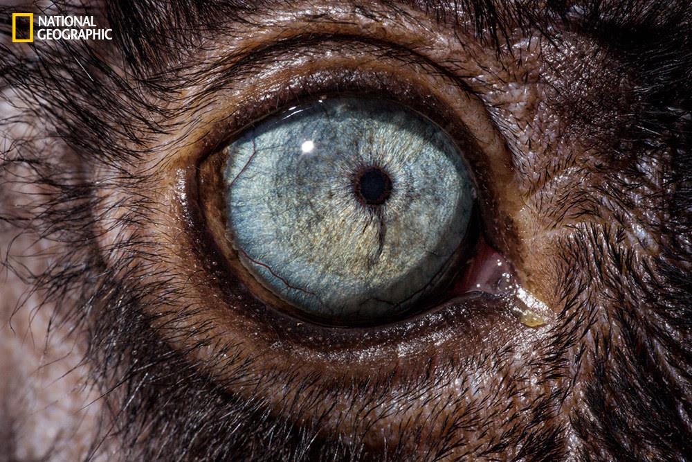 Макросъёмка глаз животных