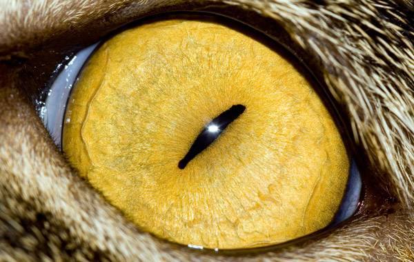 Макросъёмка глаз животных