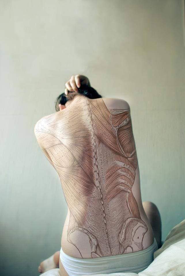 М'язові системи muscular-system100.jpg