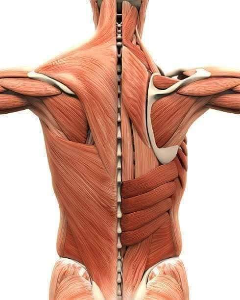 М'язові системи muscular-system122.jpg