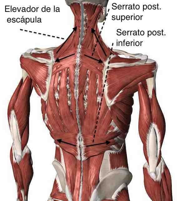 М'язові системи muscular-system23.jpg