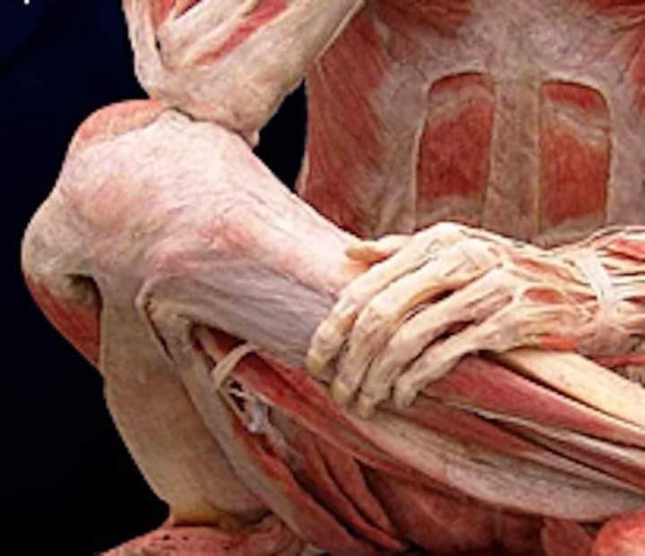 М'язові системи muscular-system24.jpg