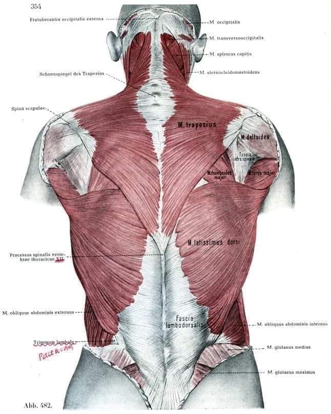 М'язові системи muscular-system29.jpg