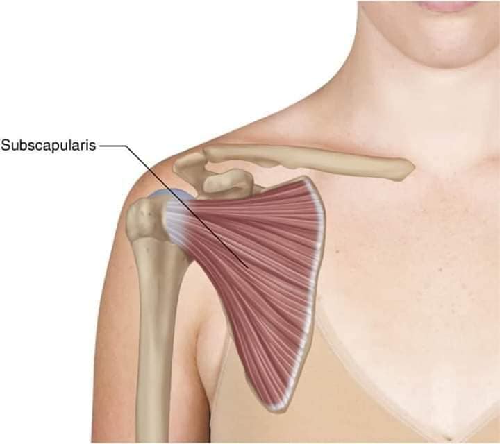 М'язові системи muscular-system53.jpg