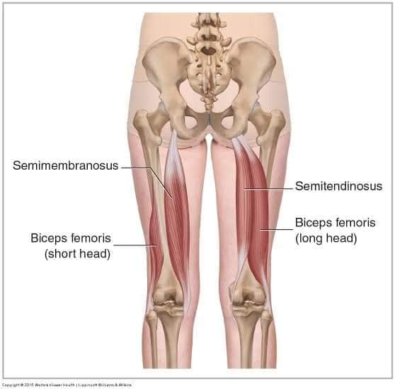 М'язові системи muscular-system78.jpg
