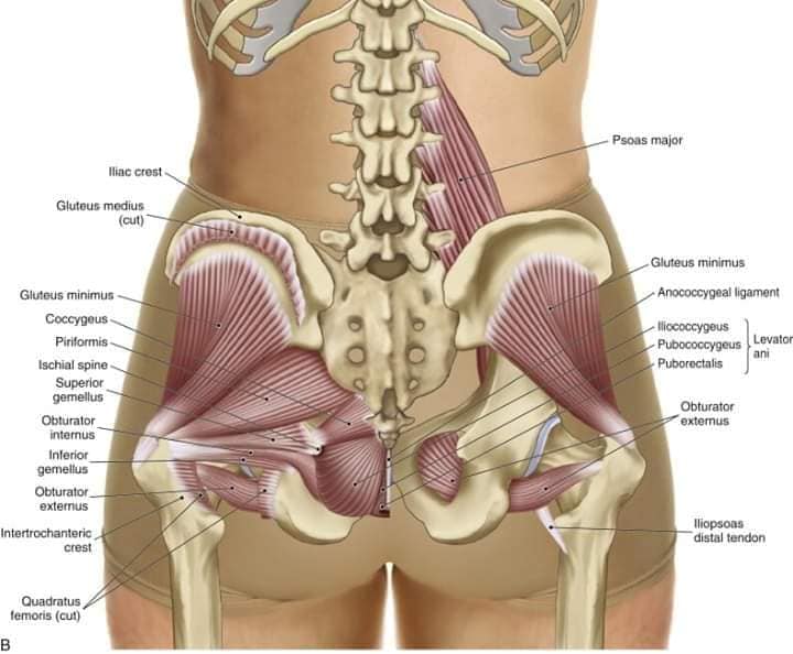 М'язові системи muscular-system86.jpg