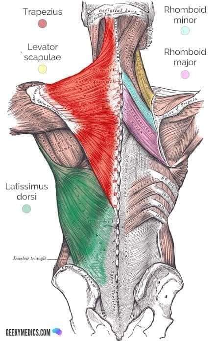М'язові системи muscular-system96.jpg
