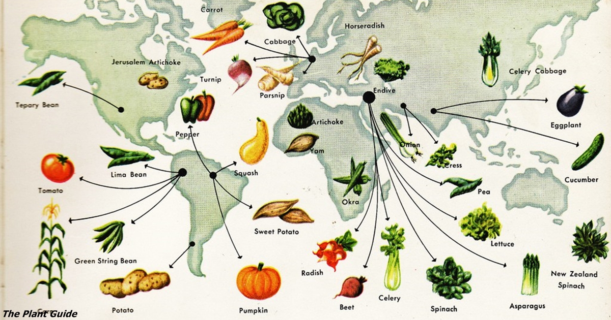 История каждого овоща