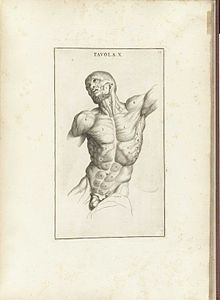 Старинный рисунок мышц человека