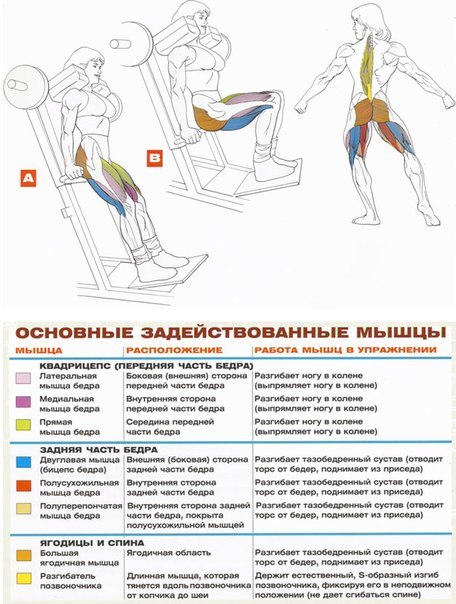 Как работают мышцы в разных упражнениях