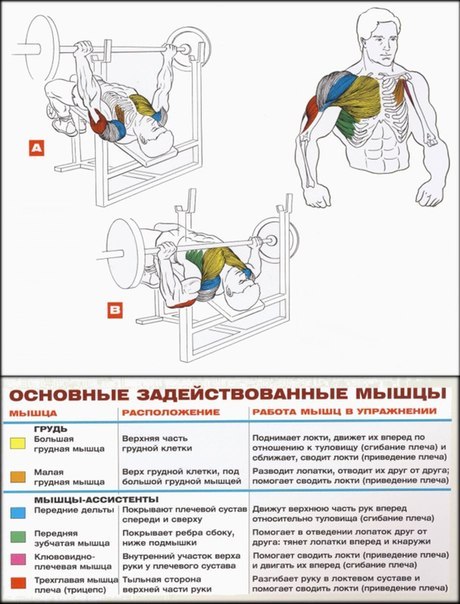 Как работают мышцы в разных упражнениях