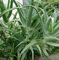 Алоэ древовидное Aloe arborescens