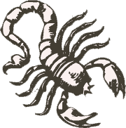 Скорпион (24.10—22.11) 