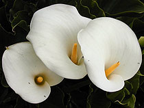 Зантедеския эфиопская Zantedeschia aethiopica