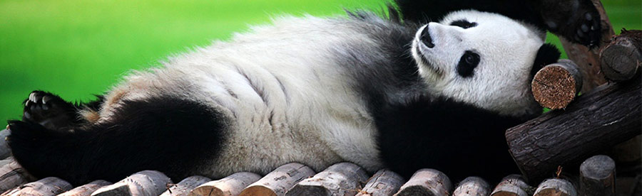 Панда (Panda) фильтр Google