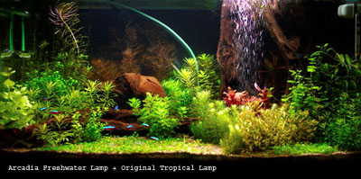 25_Freshwater+Tropical