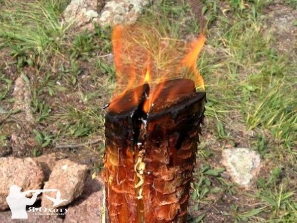 Как изготовить факел из сосны