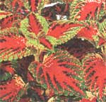 Гибриды колеуса Блюме Coleus blumei