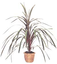 Кордилина южная либо австралийская - Cordylinу australis