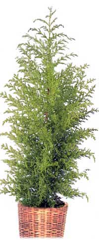 Кипарис - Cupressus