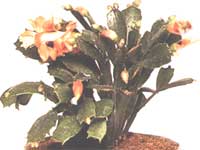 Шлумбергера (Зигокактус) / Schlumbergera (Zygocactus)