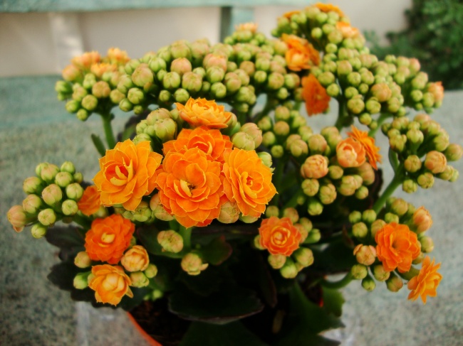 Каланхоэ (Kalanchoe) - Растения для идеального микроклимата в доме Каланхоэ (Kalanchoe) - Растения для микроклимата