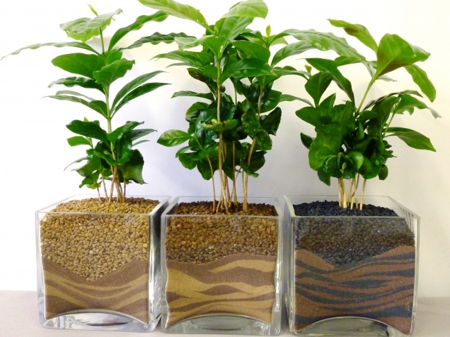 Кофейное дерево (Coffea) - Растения для идеального микроклимата в доме Кофейное дерево (Coffea) - Растения для микроклимата