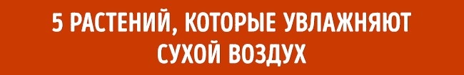 Растения которые увлажняют воздух Растения для микроклимата