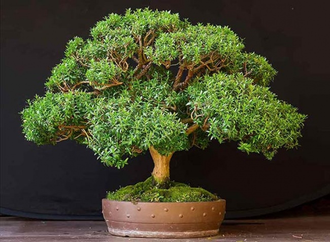 Мирт (Myrtus) - Растения для идеального микроклимата в доме Мирт (Myrtus) - Растения для микроклимата