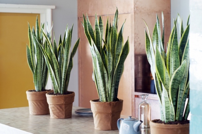 Сансевиерия (Sansevieria) - Растения для идеального микроклимата в доме Сансевиерия (Sansevieria) - Растения для микроклимата
