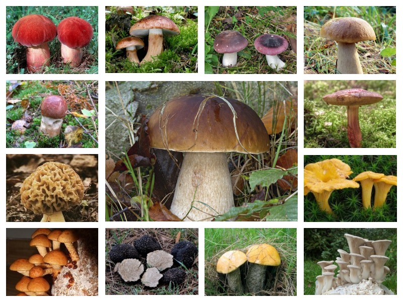 Каталог всех съедобных грибов 🍲 🍄 растущих на территории Украины, с фото, названиями (рус/lat), описаниями