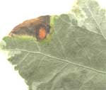 Пятно вызванное поражением гриба Phylosticta (пятнистость листьев)