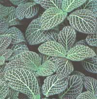 Фиттония - Fittonia