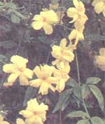 Жасмин первоцветный Jasminum primulinum 