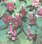 Колерия наперстянкоцветная - Kohleria digitaliflora