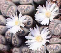 Литопс - Lithops